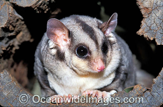 Squirrel Glider Petaurus norfolcensis photo Squirrel Glider Petaurus norfolcensis photo