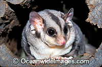 Squirrel Glider Petaurus norfolcensis Photo - Gary Bell