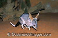 Greater Bilby Macrotis lagotis Photo - Gary Bell