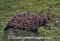 Short-beaked Echidna Photo - Gary Bell