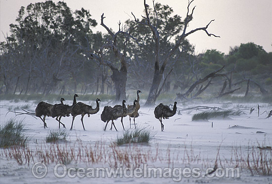 Flock of Emus in sand storm photo Flock of Emus in sand storm photo