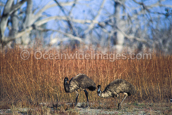 Pair of Emus Dromaius novaehollandiae photo Pair of Emus Dromaius novaehollandiae photo