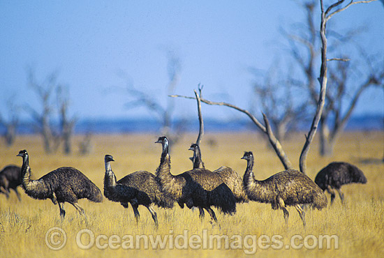 Flock of Emus photo