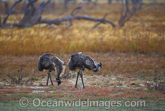Pair of Emus photo Pair of Emus photo