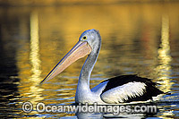 Australian Pelican Photo - Gary Bell