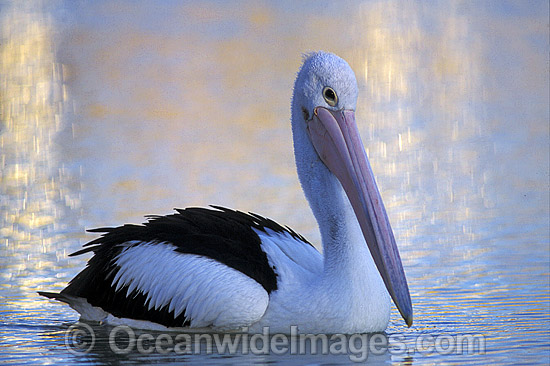 Australian Pelican photo