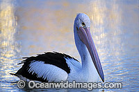 Australian Pelican Photo - Gary Bell