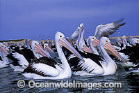 Australian Pelicans Photo - Gary Bell