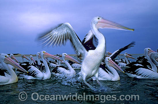 Australian Pelicans photo