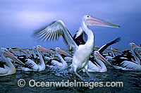 Australian Pelicans Photo - Gary Bell