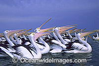 Australian Pelicans Photo - Gary Bell
