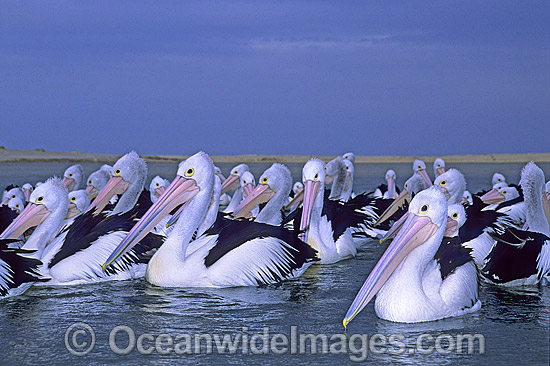Australian Pelicans photo