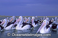 Australian Pelicans Photo - Gary Bell