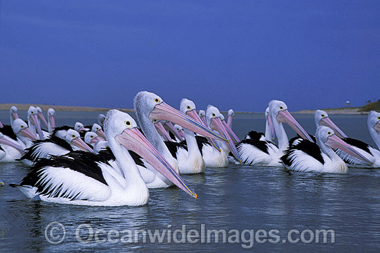 Australian Pelicans Pelecanus conspicillatus photo Australian Pelicans Pelecanus conspicillatus photo
