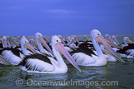Australian Pelicans photo
