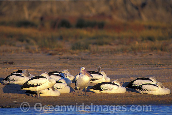 Australian Pelican photo Australian Pelican photo