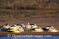 Australian Pelican Photo - Gary Bell