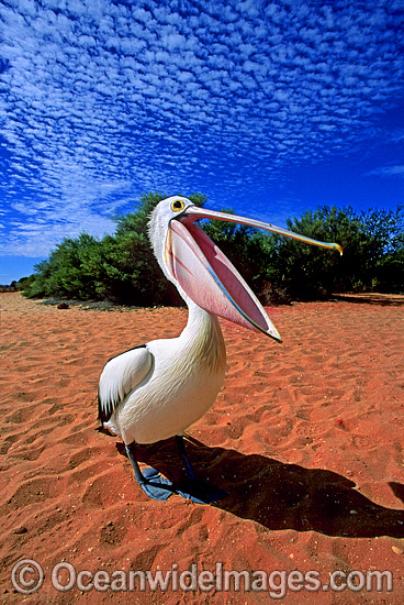 Australian Pelicans photo Australian Pelicans photo