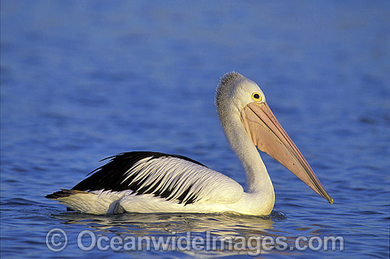Australian Pelicans photo