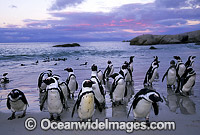 African Penguins Spheniscus demersus Photo - Gary Bell