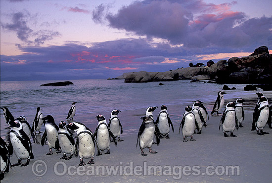 African Penguins photo African Penguins photo
