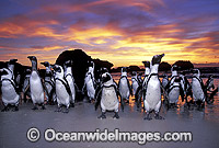 African Penguins Spheniscus demersus Photo - Gary Bell