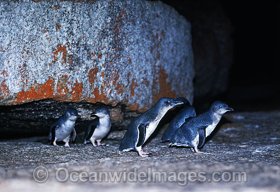 Fairy Penguins Eudyptula minor photo Fairy Penguins Eudyptula minor photo