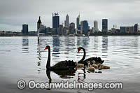 Perth and Black Swans Photo - Gary Bell