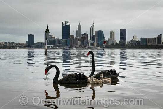 Black Swans Perth photo