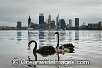 Black Swans Perth Photo - Gary Bell