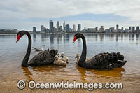 Perth and Black Swans Photo - Gary Bell