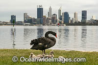 Black Swans Perth Photo - Gary Bell