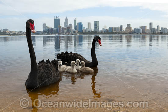 Black Swans Perth photo Black Swans Perth photo