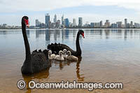 Black Swans Perth Photo - Gary Bell