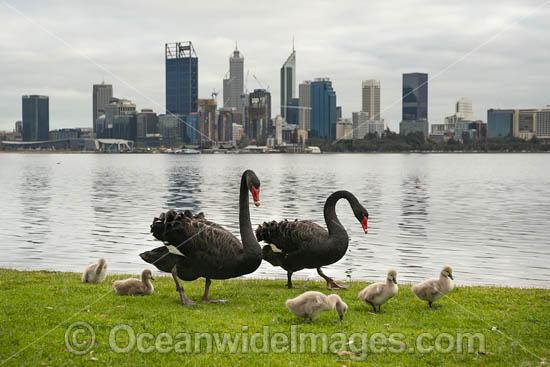Black Swans Perth photo Black Swans Perth photo