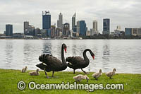 Black Swans Perth Photo - Gary Bell