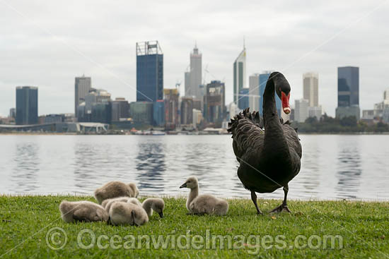 Perth and Black Swans photo