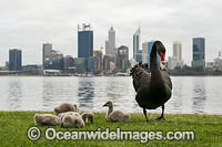 Perth and Black Swans Photo - Gary Bell