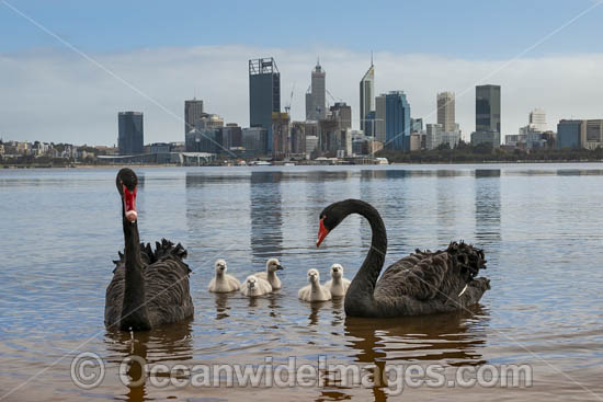 Black Swans Perth photo