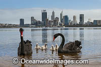 Black Swans Perth Photo - Gary Bell