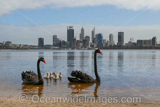 Perth and Black Swans photo Perth and Black Swans photo