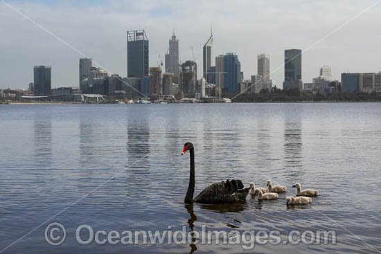 Black Swans Perth photo