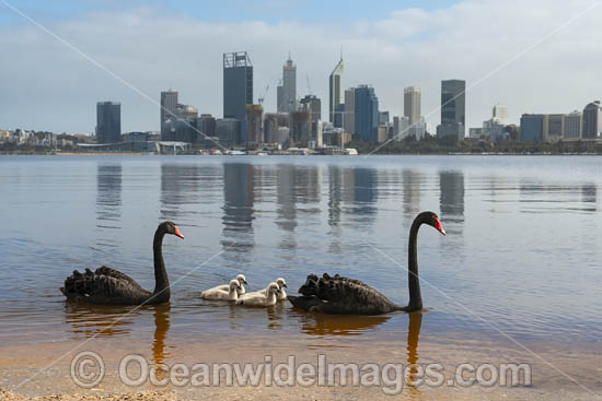 Perth and Black Swans photo Perth and Black Swans photo