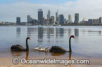 Perth and Black Swans Photo - Gary Bell