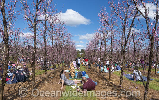 Walliston Blossom Festival Perth photo