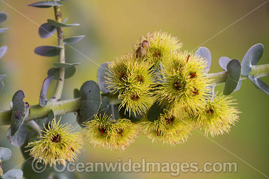 Bookleaf Mallee Wildflower photo