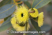 Bookleaf Mallee Wildflower Photo - Gary Bell