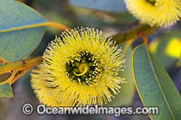 Bookleaf Mallee Wildflower Photo - Gary Bell