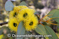 Bookleaf Mallee Wildflower Photo - Gary Bell