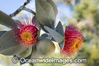 Rose of the West wildflower Photo - Gary Bell